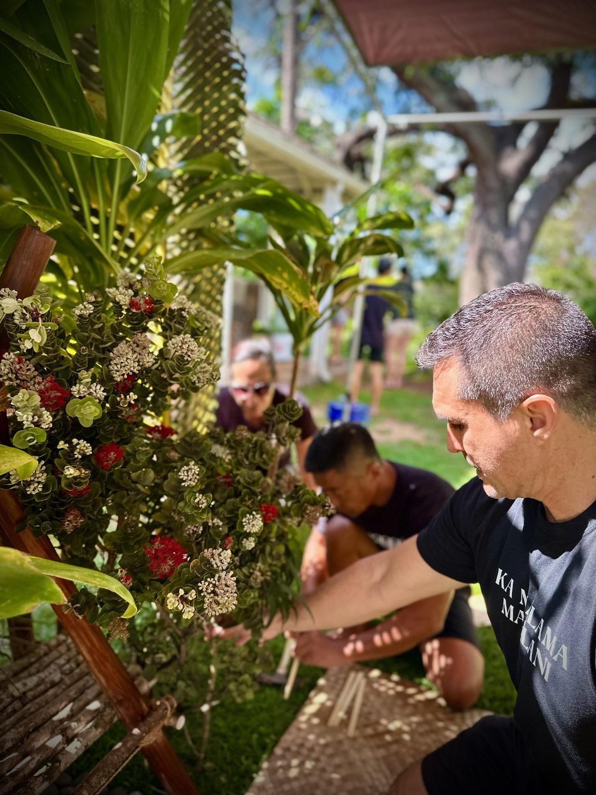 Keoni gathering lehua blossoms